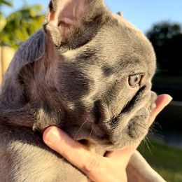 French Bulldog Puppies from Belle Âme Frenchies