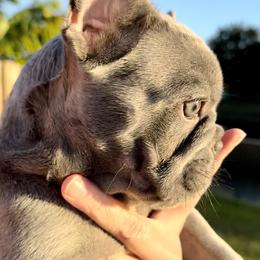 French Bulldog Puppies from Belle Âme Frenchies