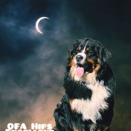 Elvis - Bernese Mountain Dog