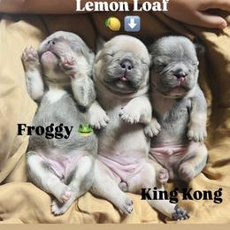 French Bulldog puppies from Matra French Bulldogs