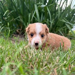 Jojo (has tail) - Red merle female Miniature Australian Shepherd puppy in Terryville, Connecticut from Spirited Aussies