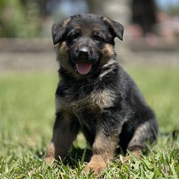 German Shepherd Puppies from Jacqueline Aguilera's German Shepherds