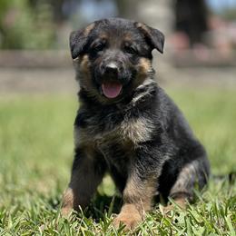 German Shepherd Puppies from Jacqueline Aguilera's German Shepherds