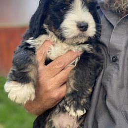 Bernedoodle Puppies from Big Sky Bernedoodles and Poodles