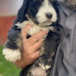 Bernedoodle Puppies from Big Sky Bernedoodles and Poodles