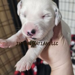 Jesse - Dalmatian puppy in Conrath, Wisconsin from JSF Dalmatians LLC