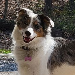 Annie - Australian Shepherd