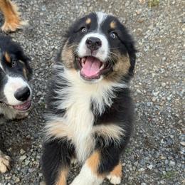 Queen - Black tri-color female Australian Shepherd puppy in Camas, Washington from Sayre Australian Shepherds