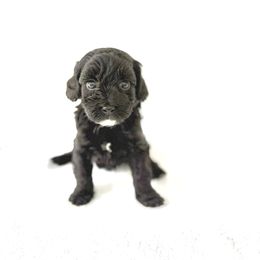 Milan - Black female Goldendoodle puppy in Gilbert, Arizona from Sunny Doodles