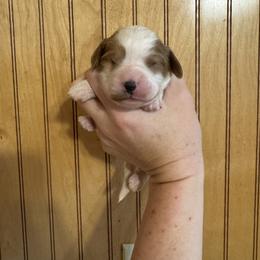 Carmen - Blenheim female Cavapoo puppy in Eatonton, Georgia from TNT Puppies