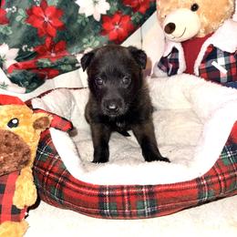 Pink Collar - Fawn female Belgian Malinois puppy in Trenton, Georgia from Laeknir K9