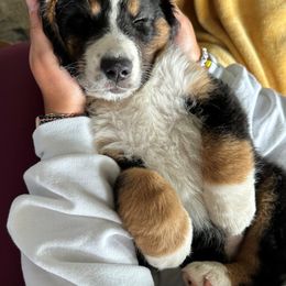Bernedoodle Puppies from Buckingham's Bernedoodle Buddies