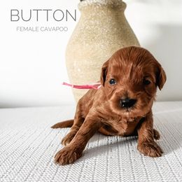 Bernedoodle and Cavapoo Puppies from Cariad Doodles