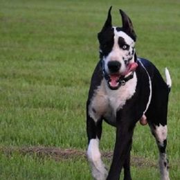 Great Danes from Luna's Danes