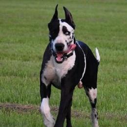 Great Danes from Luna's Danes