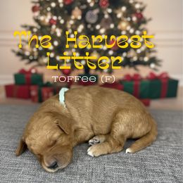 Toffee - Apricot female Goldendoodle puppy in Houston, Texas from Golden Life Doodles