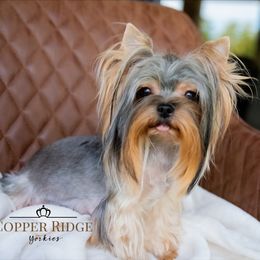 Stella - Yorkshire Terrier