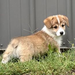 Ready to go now-Maggie's Sable boy 6 - Sable male Pembroke Welsh Corgi puppy in Rochester, Indiana from Stacy’s Pembroke Welsh Corgis