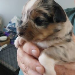 Queen - Blue merle female Australian Shepherd puppy in Cherry Grove, Oregon from TLC Dream and Pureland Australian Shepherds