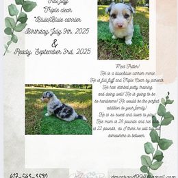 Fritter - Blue male Pembroke Welsh Corgi puppy in Norwood, Missouri from McGraw's Paws 🐾