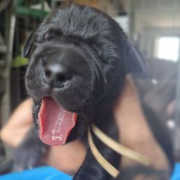 Girl 1 - Black female Great Dane puppy in Ohio from Swanger Danes