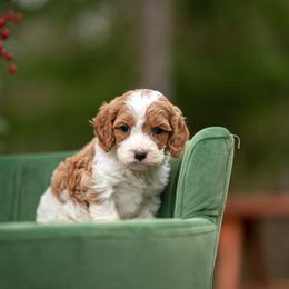 Felix - Blenheim male Cavapoo puppy in Bellingham, Washington from My Sweet Poodles and Doodles