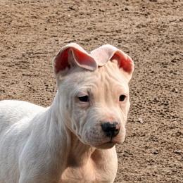 Vincent - White male American Staffordshire Terrier puppy in Lizella, Georgia from Àine Amstaffs