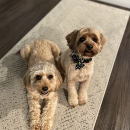Cavapoo puppies from Hart’s Cavapoos