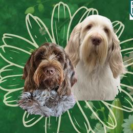 Spinone Italiano puppies from Starfire Leonbergers and Spinone Italiano