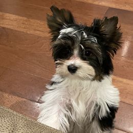 Laurel - Biewer Terrier puppy in Ft. Payne, Alabama from Aamore Mio Biewer Terriers