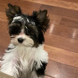 Laurel - Biewer Terrier puppy in Ft. Payne, Alabama from Aamore Mio Biewer Terriers