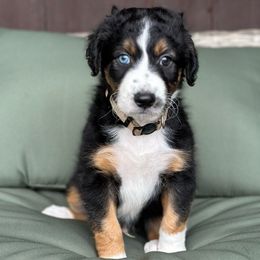 Jack - Black tri-color male Aussiedoodle puppy in York, Pennsylvania from Loving Puppy Paws Kennel