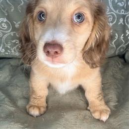 Gaston - Cream male Dachshund puppy in Lexington, Oklahoma from BooneDox Miniature Dachshunds
