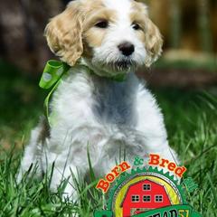 Golden Retriever, Goldendoodle, and Sheepadoodle Puppies from Farmstead 51