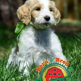 Golden Retriever, Goldendoodle, and Sheepadoodle Puppies from Farmstead 51