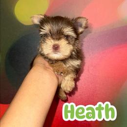 Heath - Chocolate and tan male Yorkshire Terrier puppy in Flowood, Mississippi from Prissy PawPals