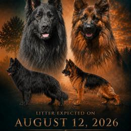 German Shepherd puppies from League of Shepherds