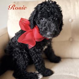 Rose - Black female Poodle puppy in Fishers, Indiana from Grace Haven Poodles