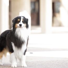 Australian Shepherds from Underworld Australian Shepherds