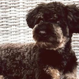 Bernedoodles, Cavapoos, and Poodles from Kelly Brooks