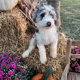 Reno - Aussiedoodle