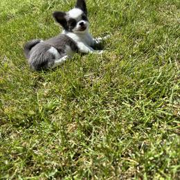 Chihuahua Puppies from Cloud9 Chihuahuas