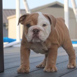 Boxer, Bulldog, and French Bulldog Puppies from Hillview Kennels
