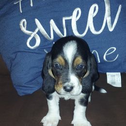 Basset Hound All Grown Up from Bodenhamer Hounds