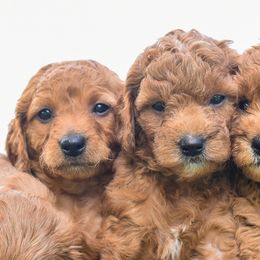 Goldendoodle Puppies from OodlesODoodles