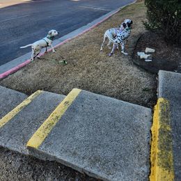 Dalmatian Puppies from America's Dalmatian Friends