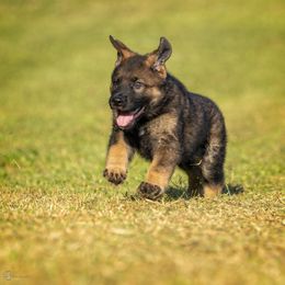 German Shepherd Puppies from Sommerfeld German Shepherds