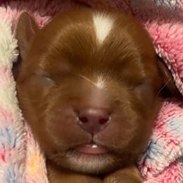 Wicket - Ruby female Cavalier King Charles Spaniel puppy in Queen Creek, Arizona from Andresen's Cavaliers