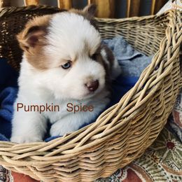 Pomsky Puppies from Pomsky Acres