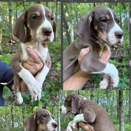 Maple - Chocolate and white female Great Dane puppy in Wellsville, New York from Prophecy Danes